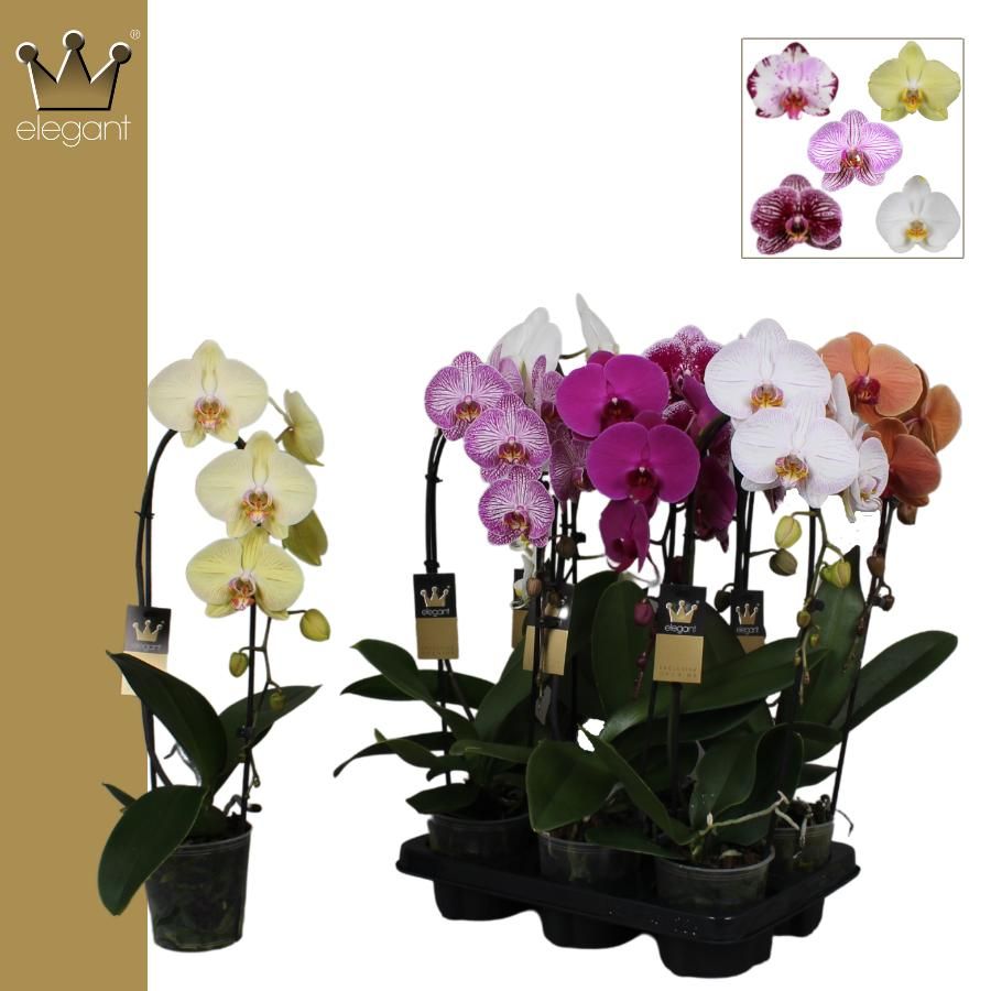 Phalaenopsis 1 tak, Cascade Mix, D 12 cm