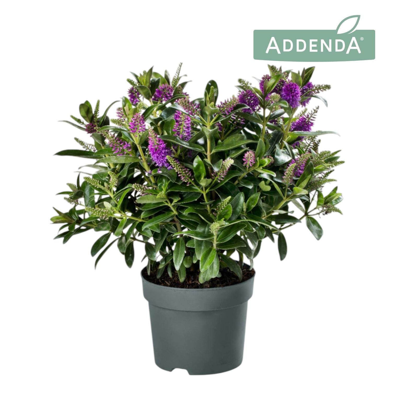 Hebe Addenda® Donna Emma P19, D 19