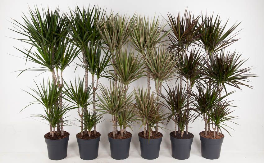 Mix Dracaena 90-60-30-15, D 27