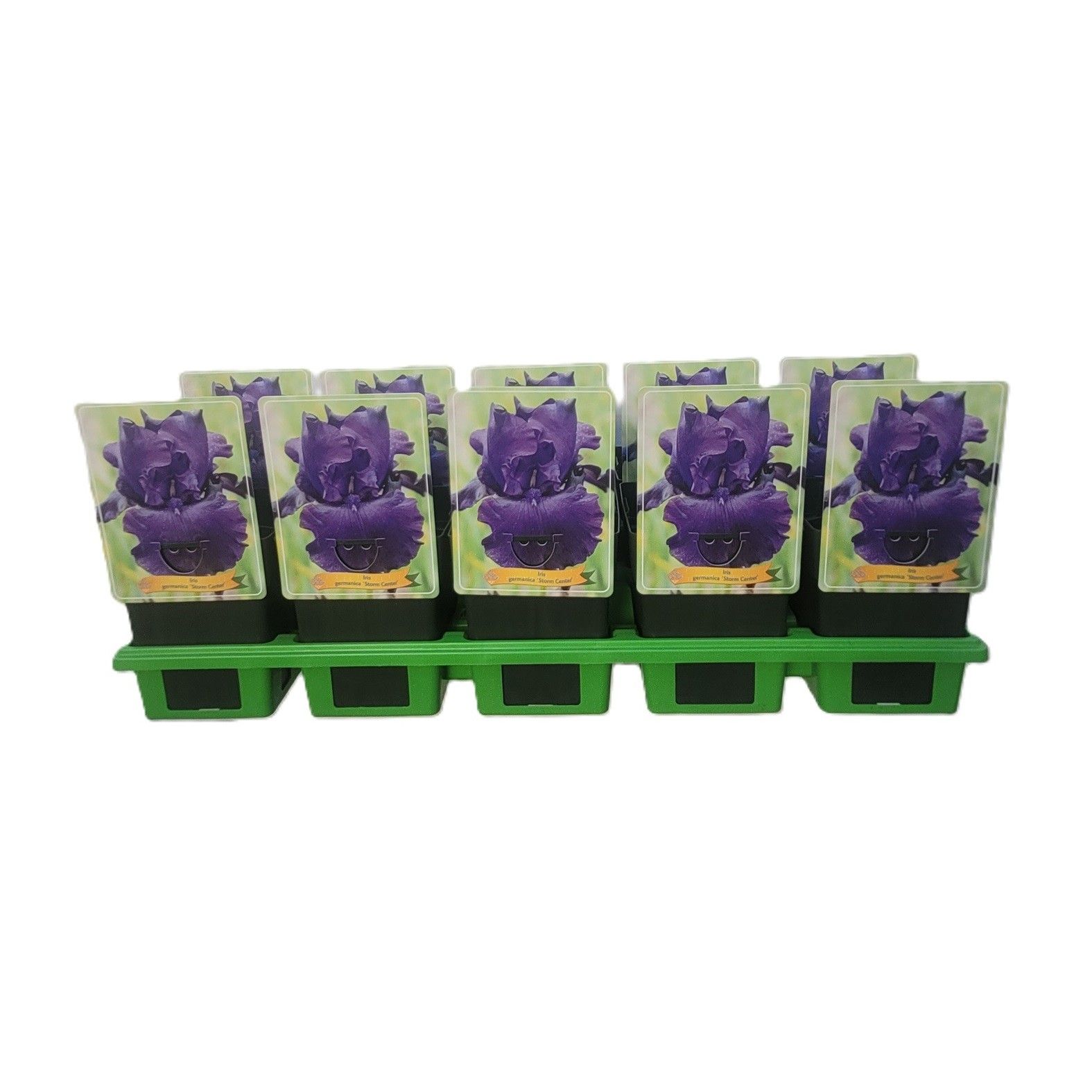 Iris germanica 'Storm Center' P11, D 11