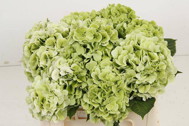 Гортензия Вайт Верена Классик 50, шт.