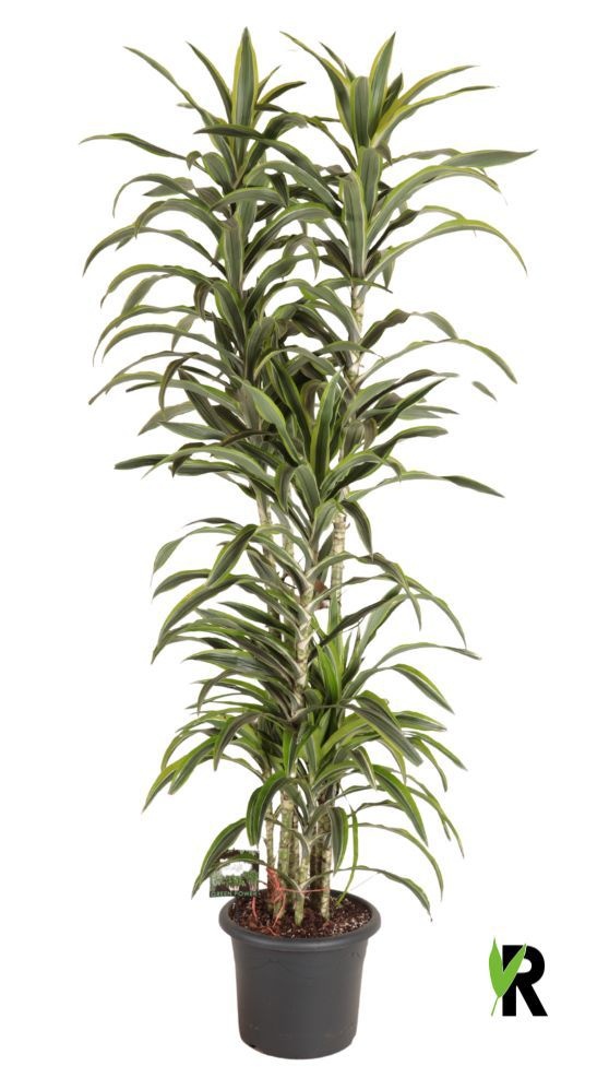 Dracaena fragr. Lemon Lime carrousel 4 st., D 40