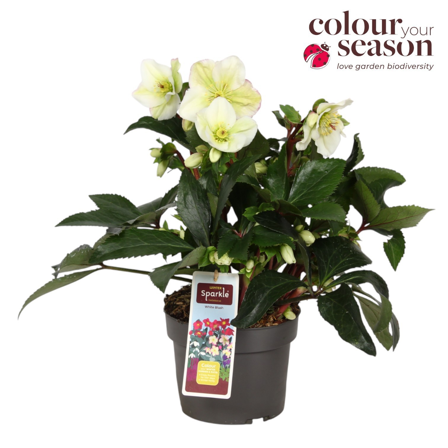 Helleborus Winter Sparkle White Blush P19, D 19