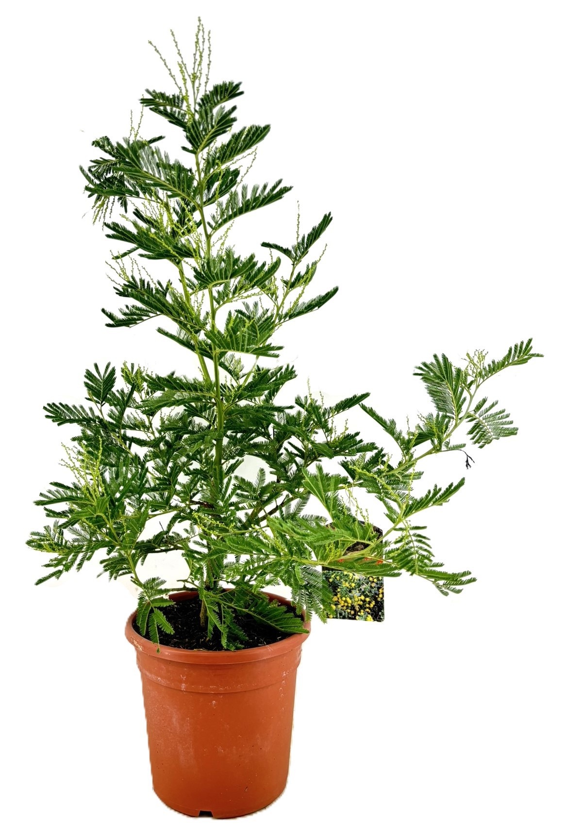 Mimosa acacia dealbata, D 24 cm