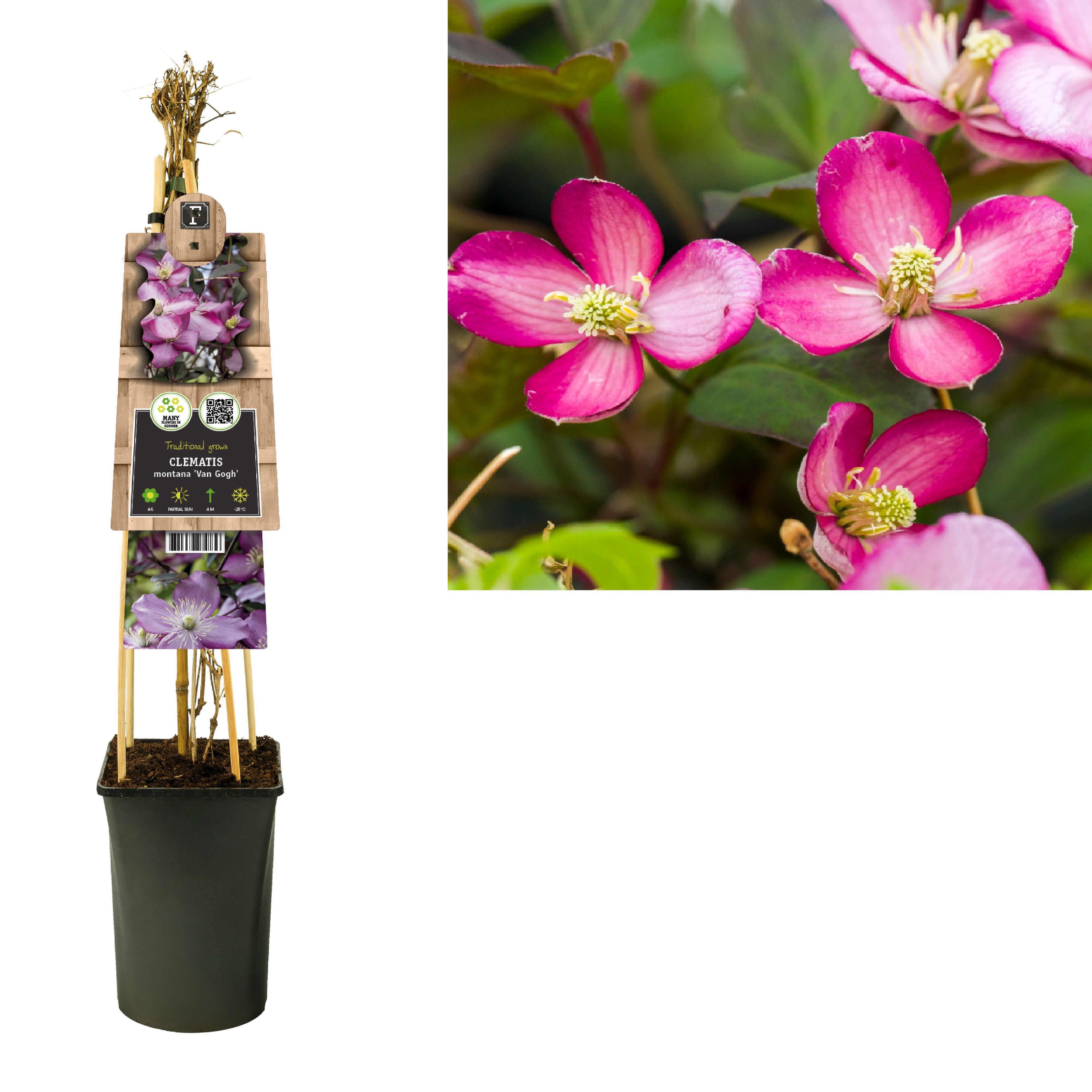 Clematis montana 'Van Gogh' +3.0 label, D 17 cm
