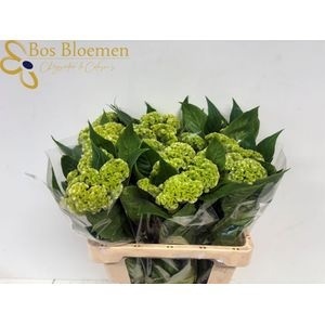 Целозия Кристата Акт Верда 55, шт.