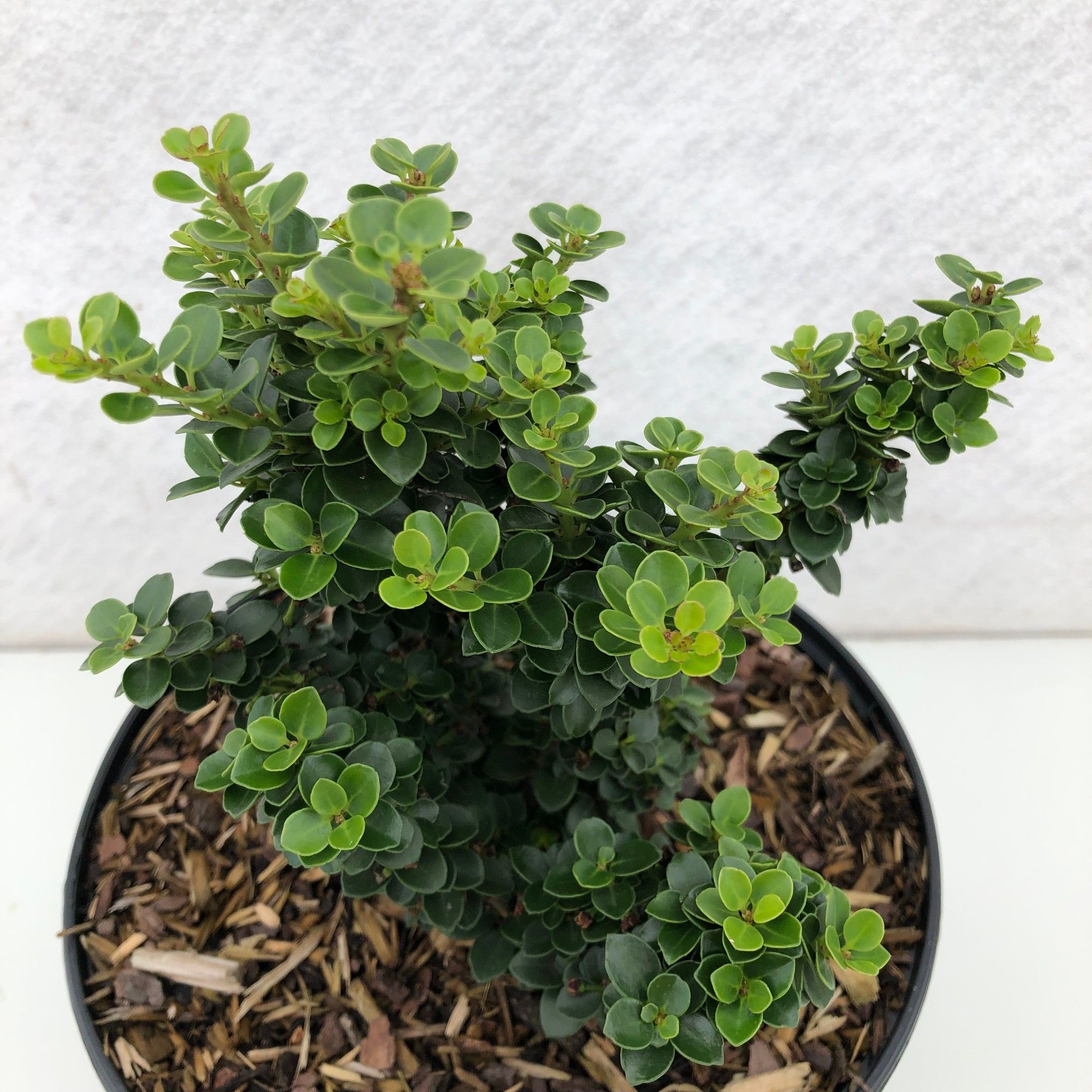 Ilex crenata 'Dwarf Pagode', D 23
