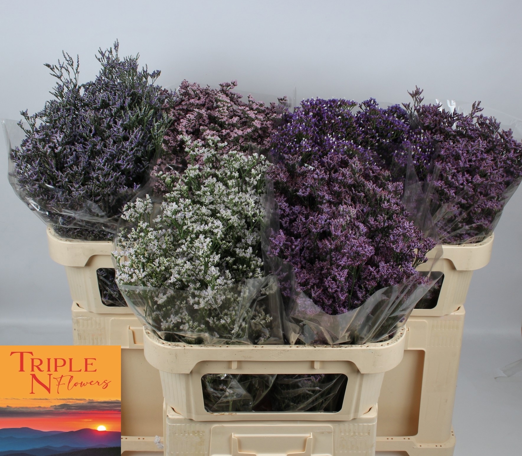 Лимониум Овериг 70, шт.