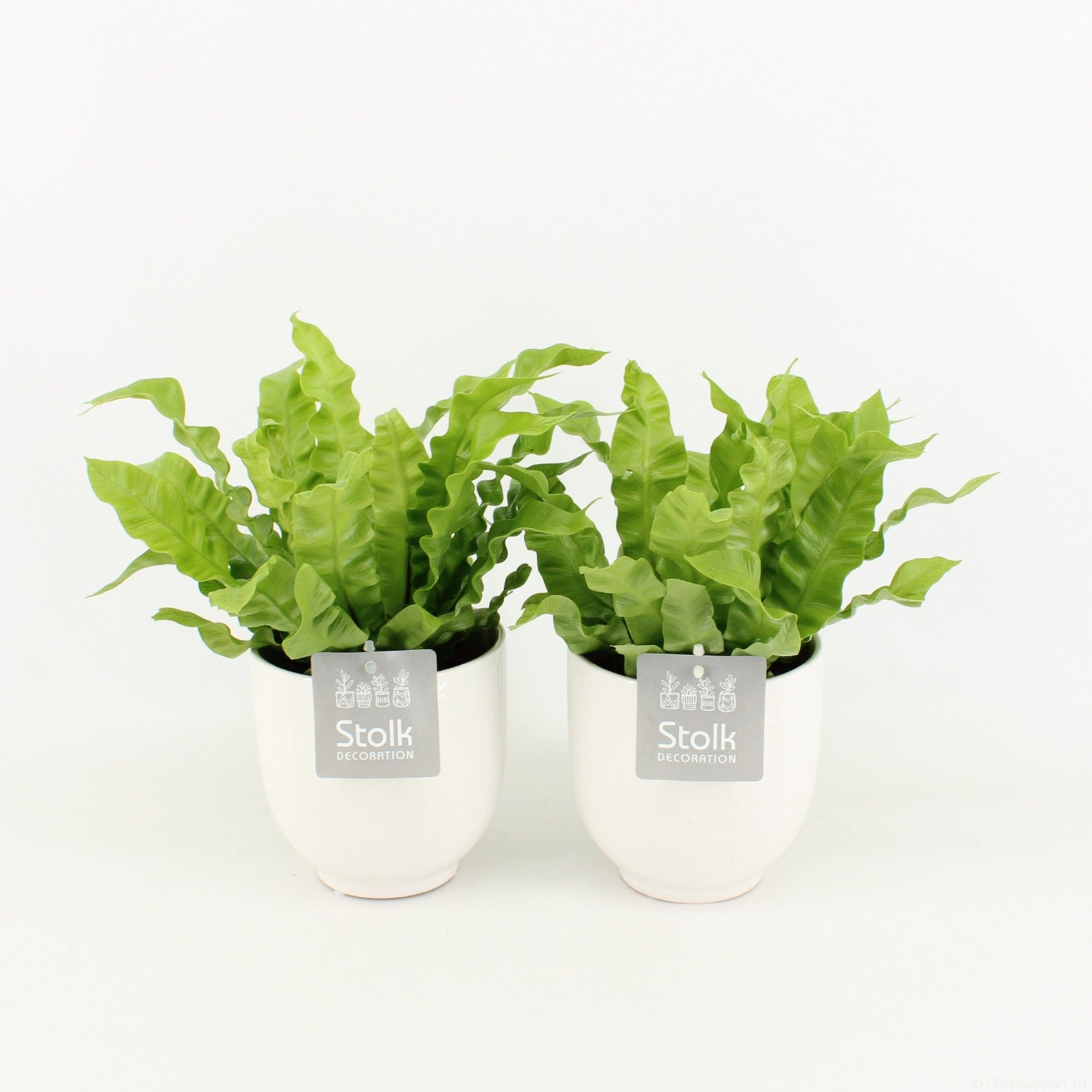 Asplenium Crispy Wave in Liv Keramiek, D 13