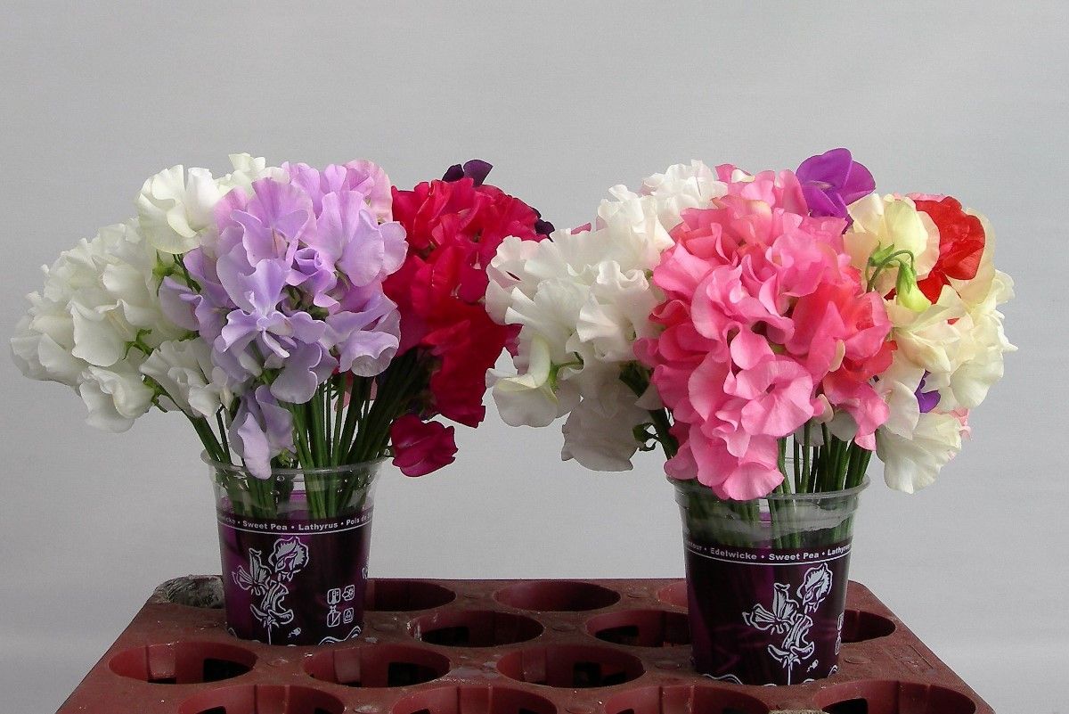 Латирус Микс 25, шт.