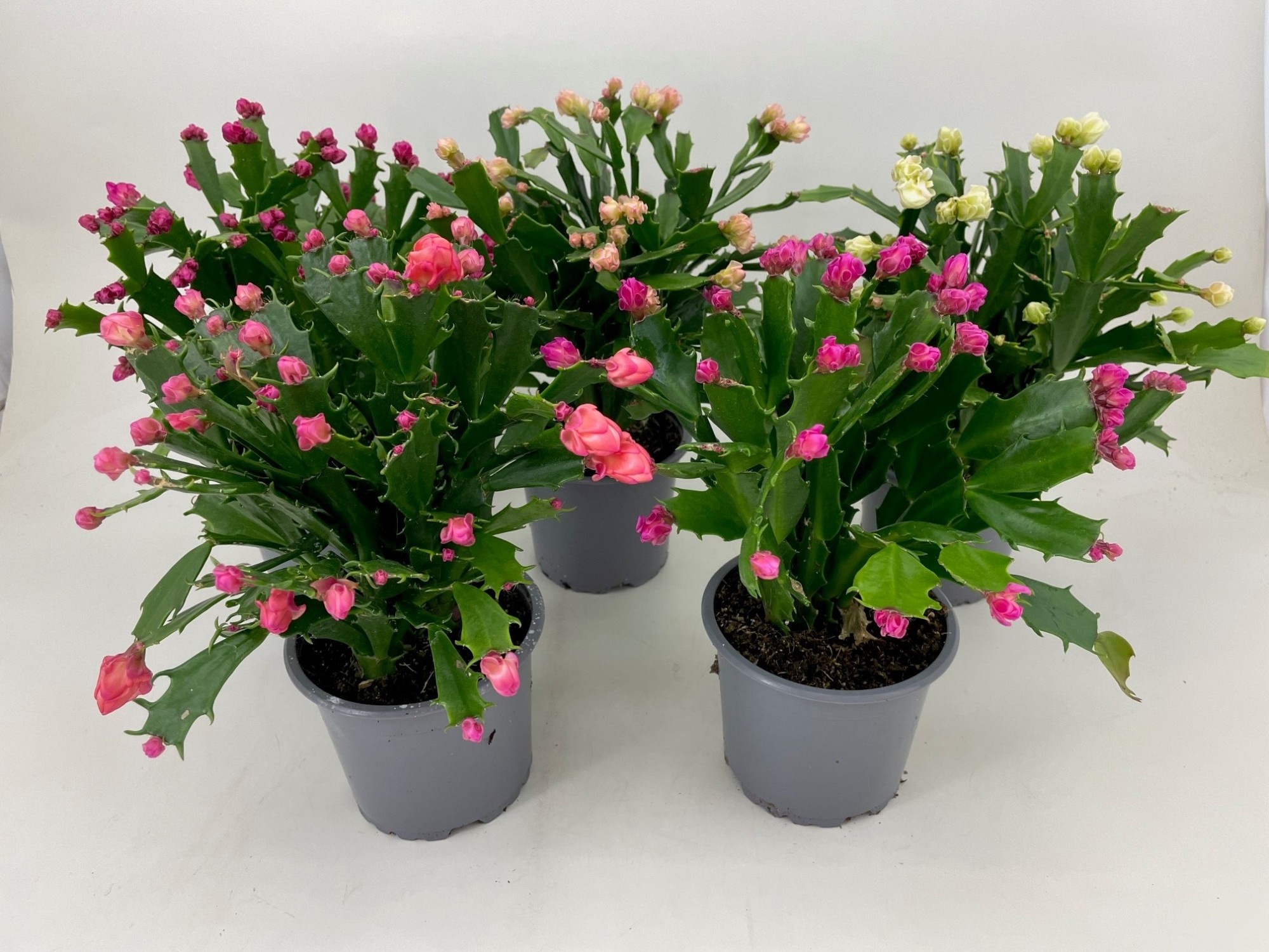 SCHLUMBERGERA-HYBRID 'THOR WILD CACTUS MIX', D 11 cm