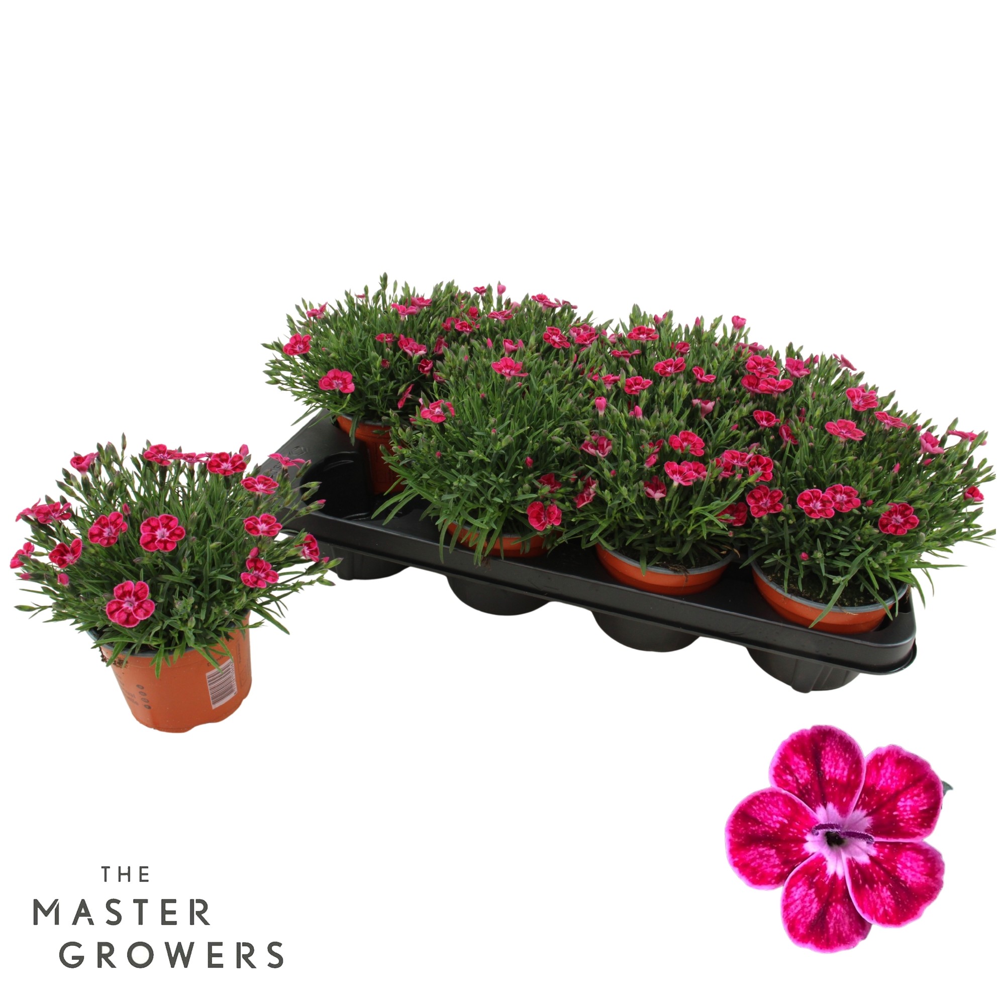 Dianthus Pillow 'Pink', D 12