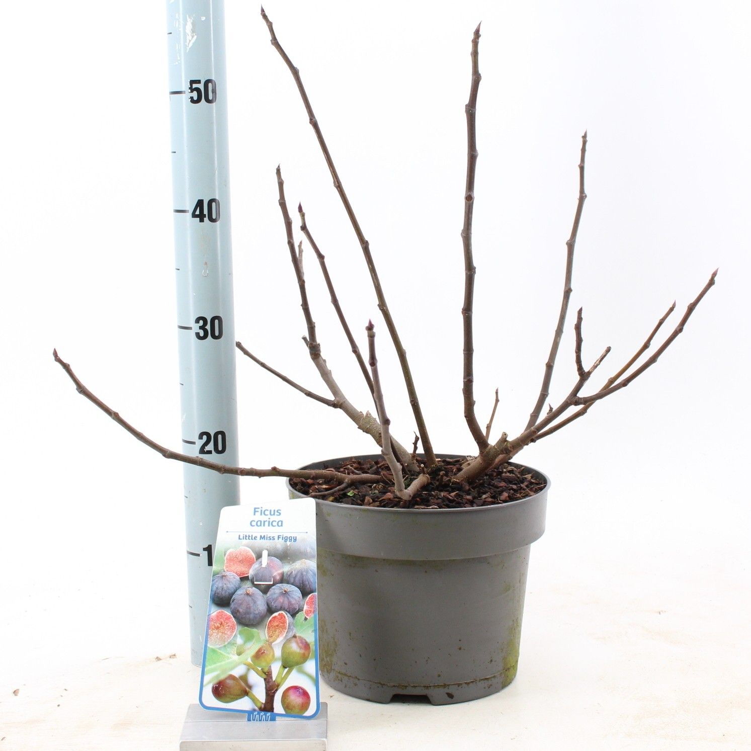Ficus carica Little Miss Figgy ('LMF01'PBR), D 23