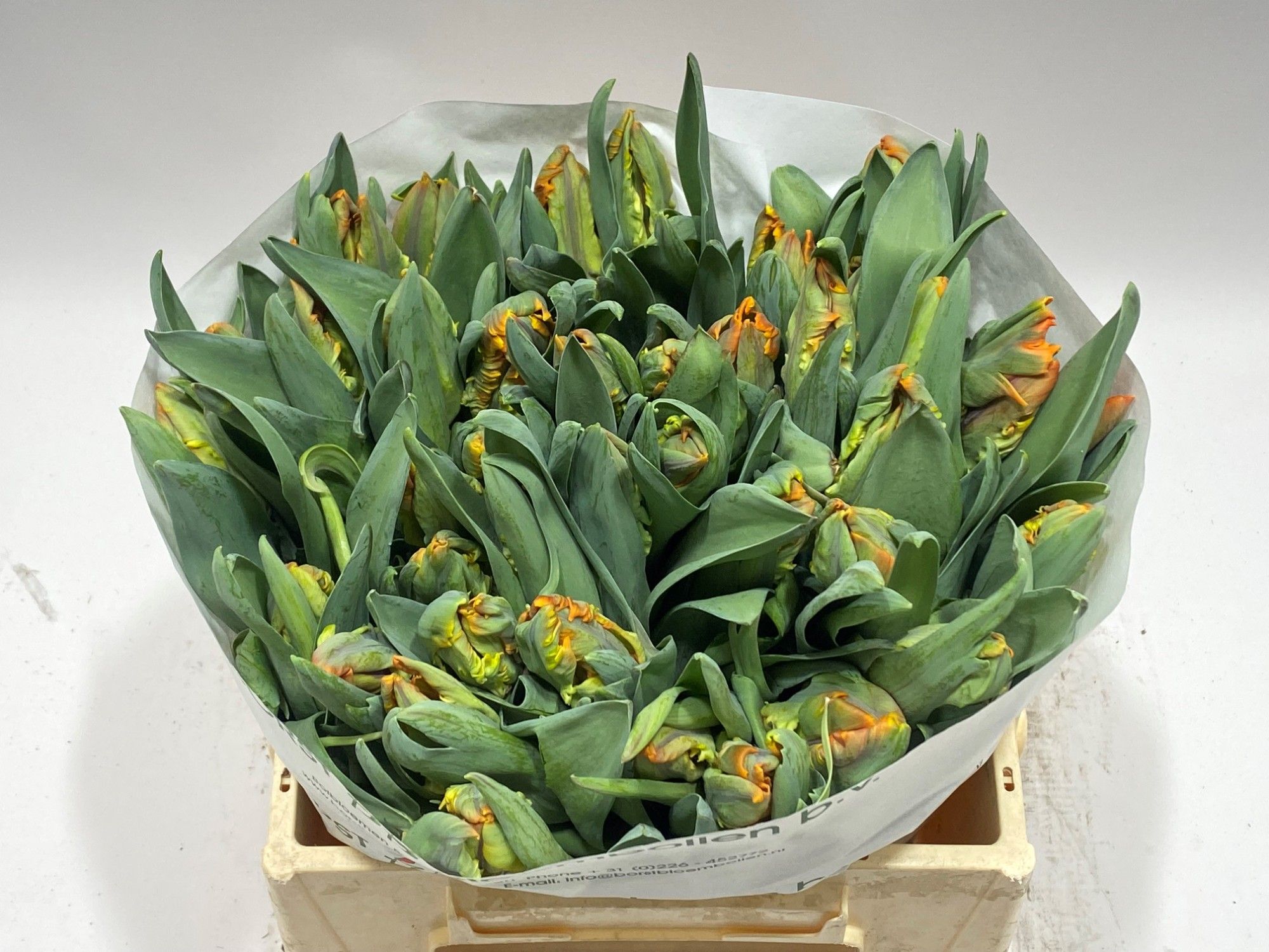 Тюльпан Пэррот Ирэн Пэррот, шт.