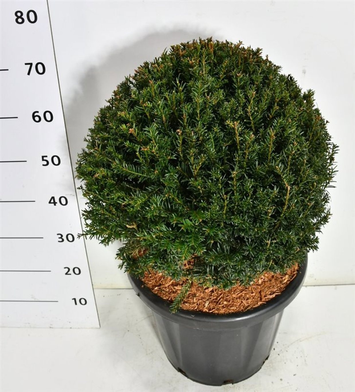 Taxus baccata, D 38