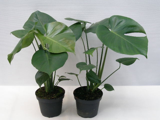MONSTERA DELICIOSA, D 13
