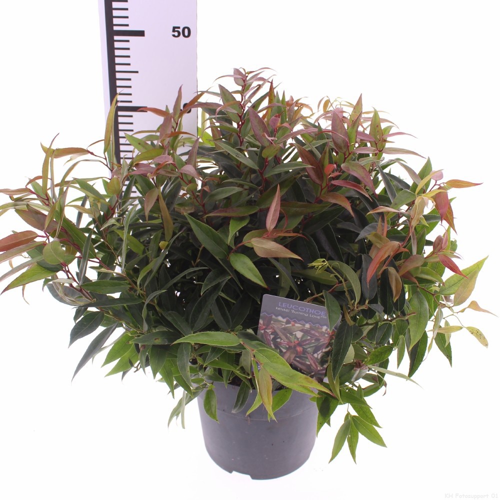 Leucothoe keiskei 'Burning Love' PBR, D 23 cm