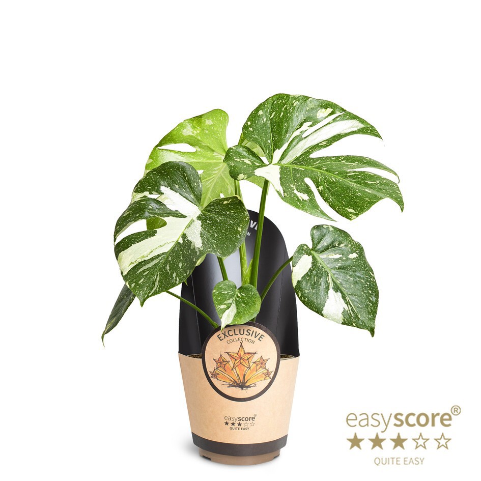 Monstera ´Thai Constellation´, D 17