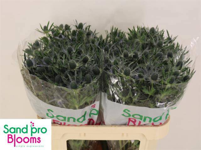 Эрингиум Блю Лагун 70 (син.), шт.