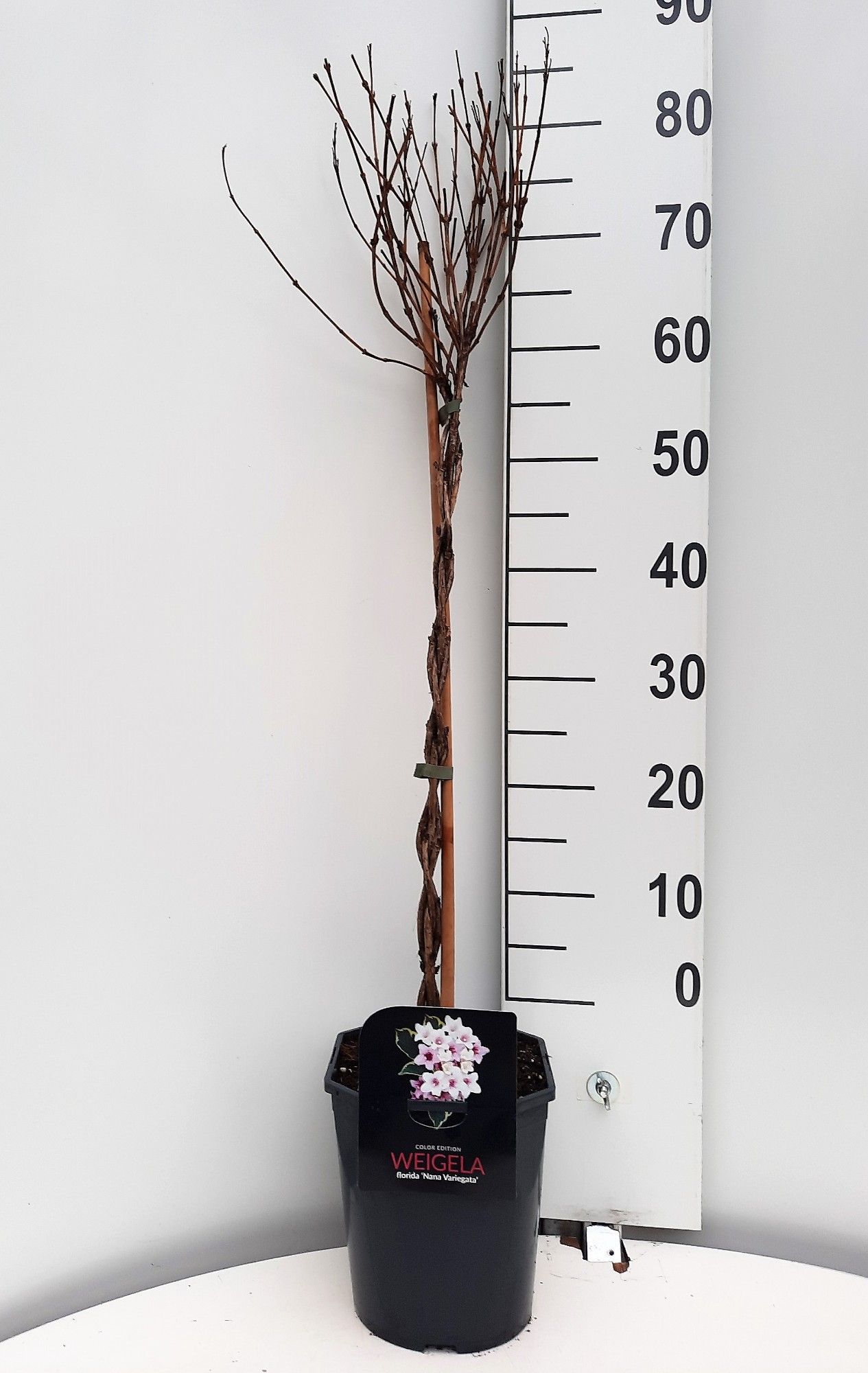 Weigela florida 'Nana Variegata', D 21
