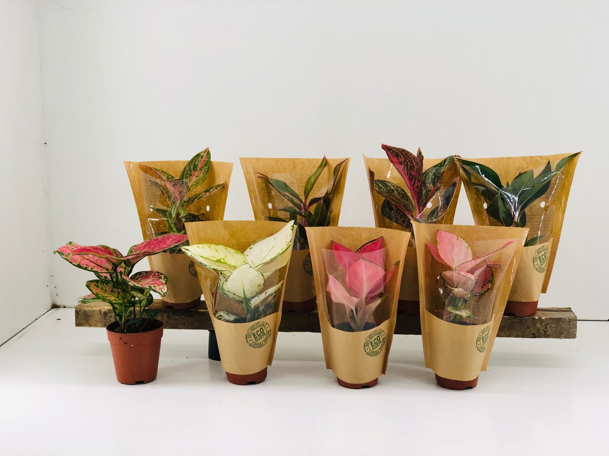 Aglaonema mix P9, D 9