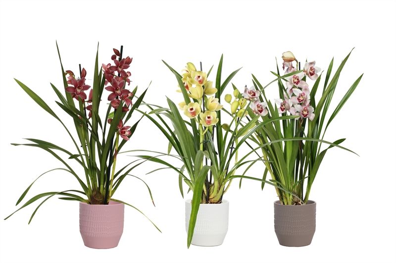 Tirza p12 scores mix Cymbidium mix 2T10+, D 12