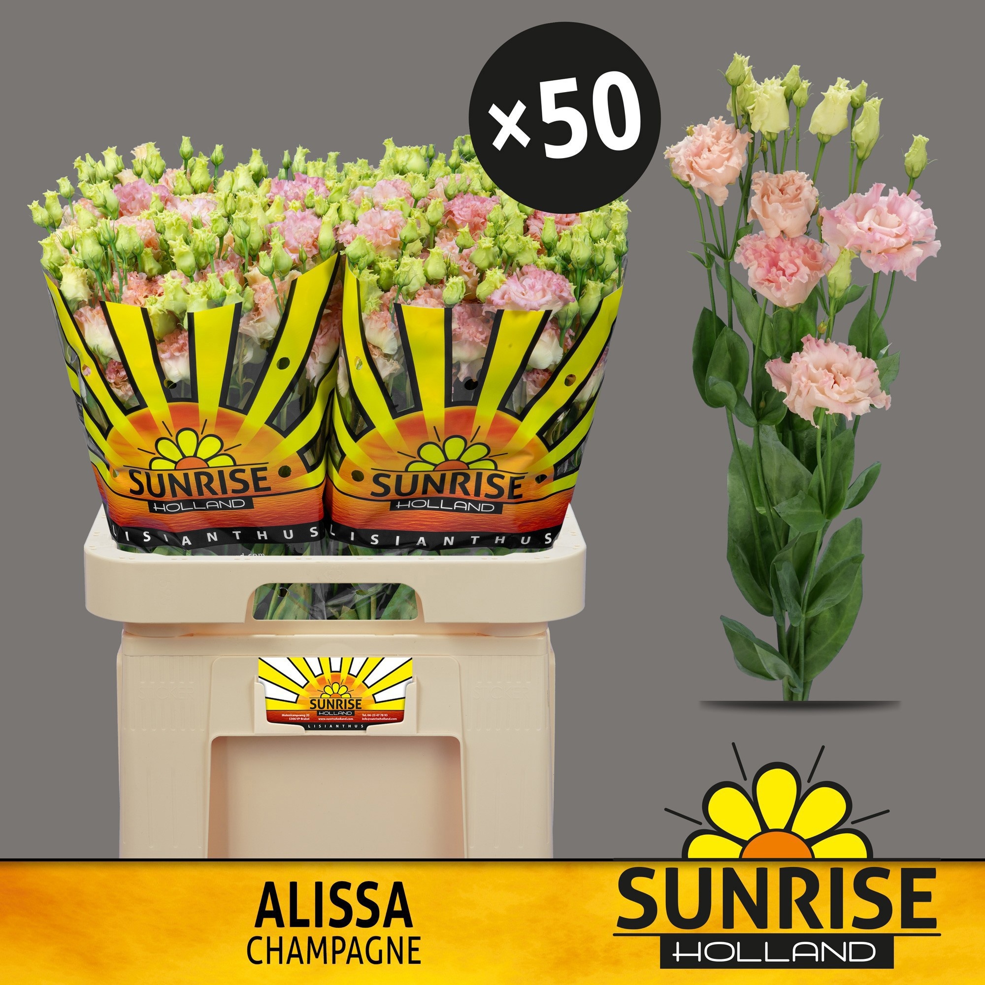 Эустома Алисса Шампань 70 (светло-роз.), шт.