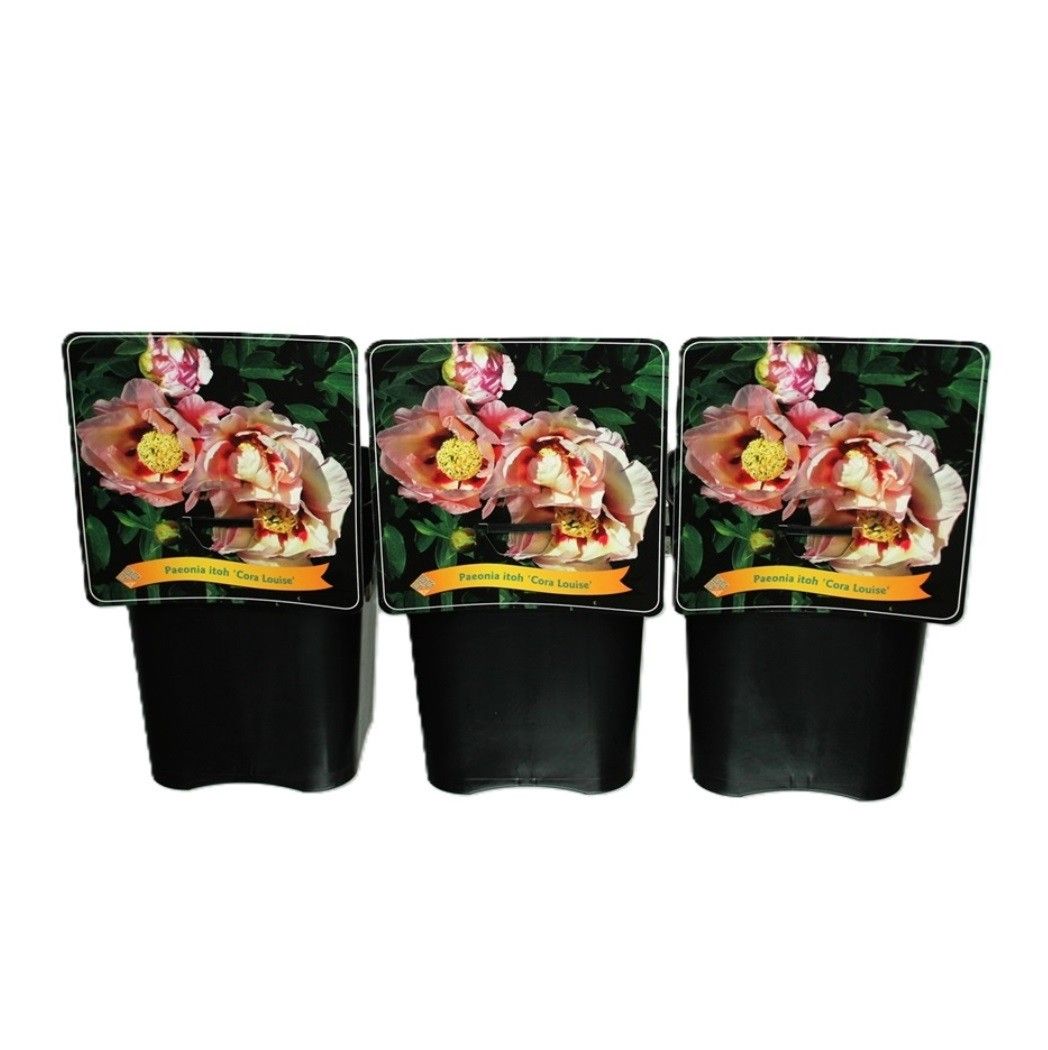 Paeonia Itoh 'Cora Louise' C5, D 21