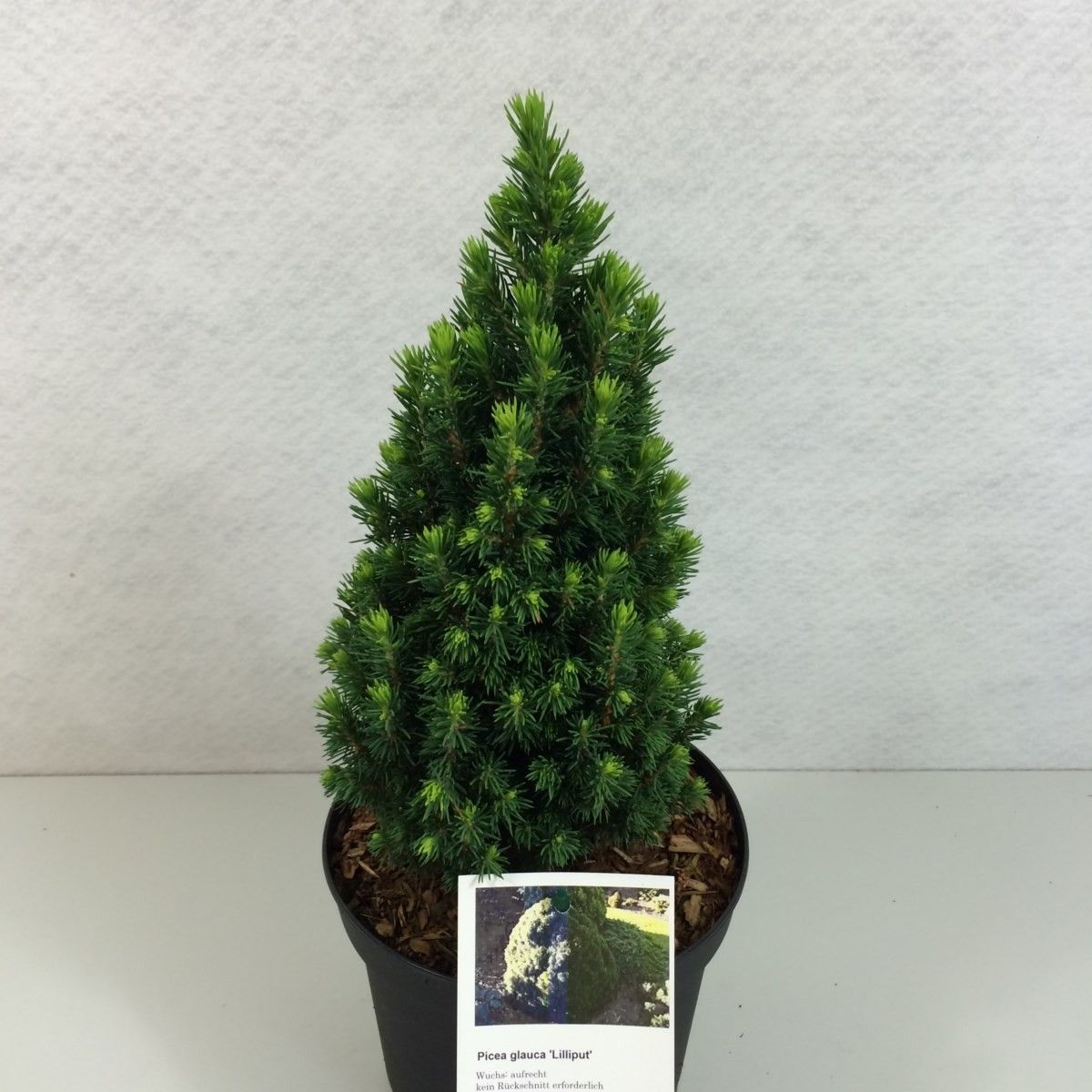Picea glauca 'Zuckerhut', D 19