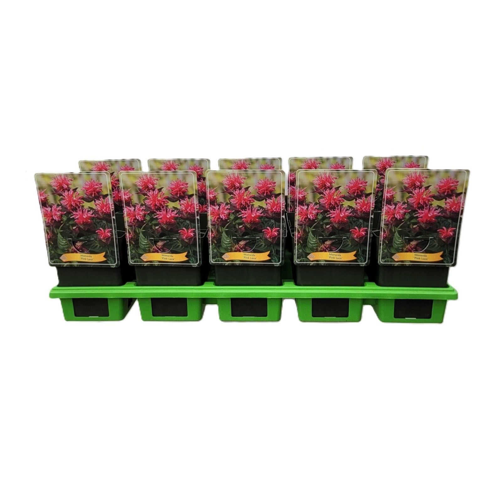 Monarda 'Pink Lace' P11, D 11 cm