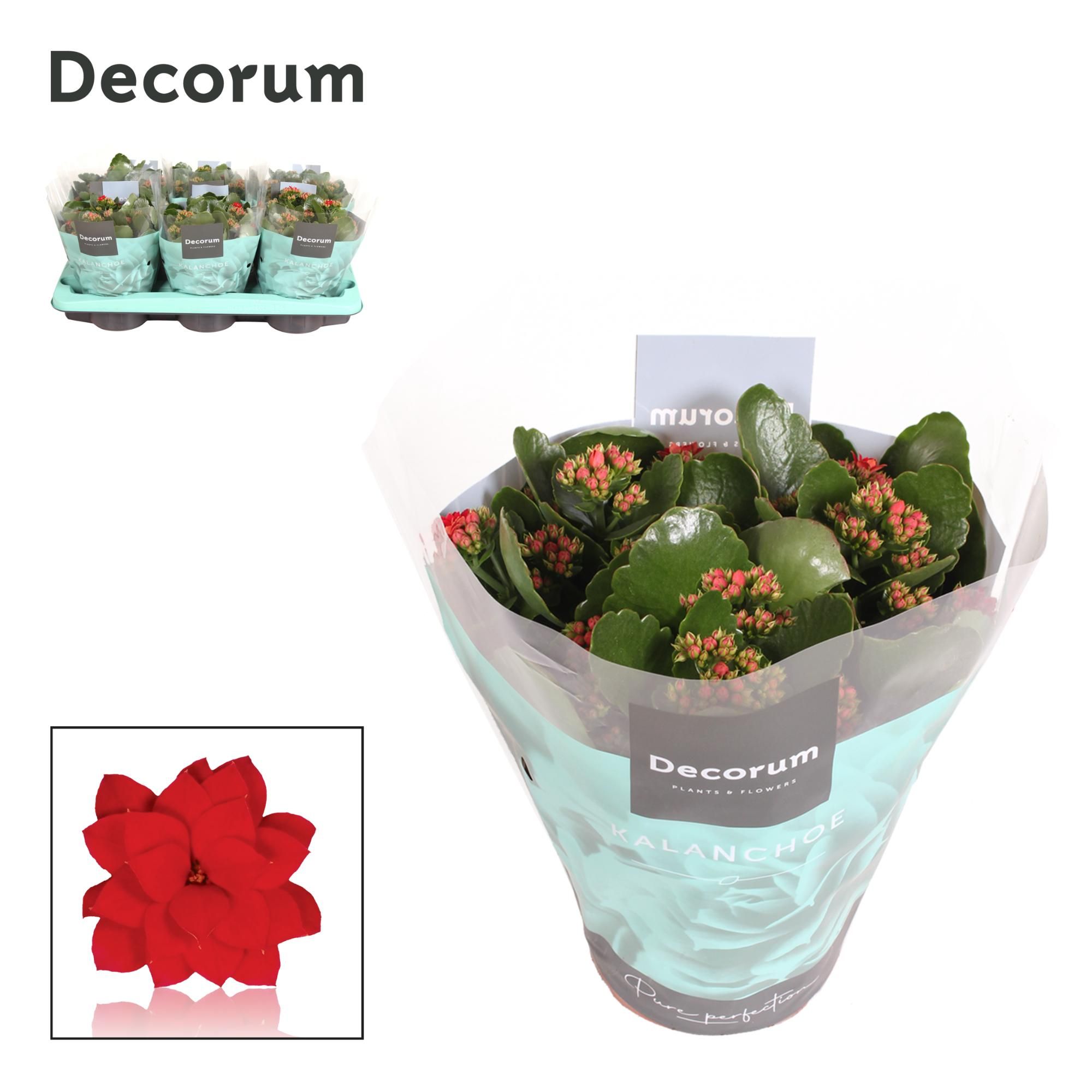 Kalanchoe Decorum - Red, D 15