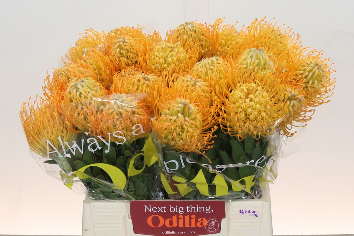 Нутанс Елена 40, шт.