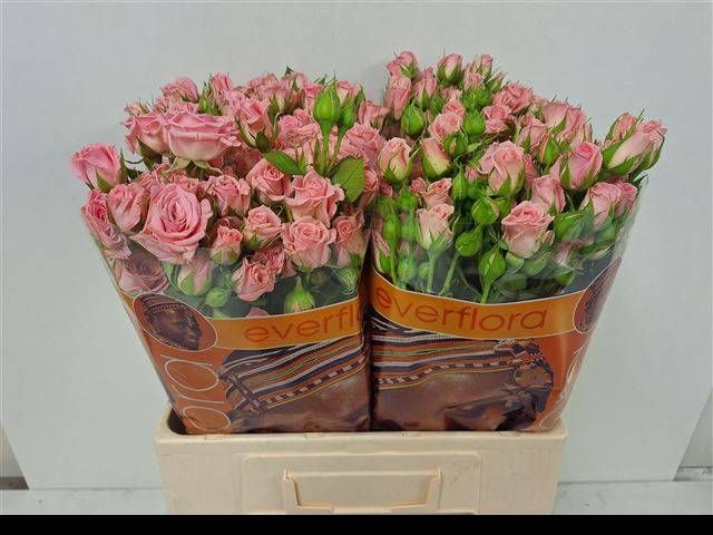 Роза куст. Одилия 60, шт.