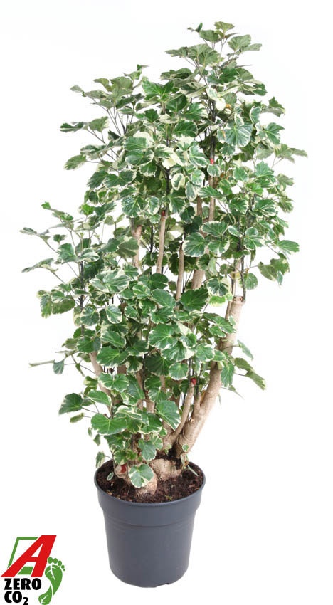 Polyscias Balfouriana vertakt P31, D 31 cm