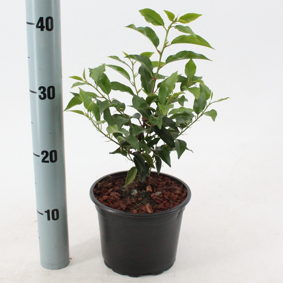 Prunus lus. 'Angustifolia', D 17 cm