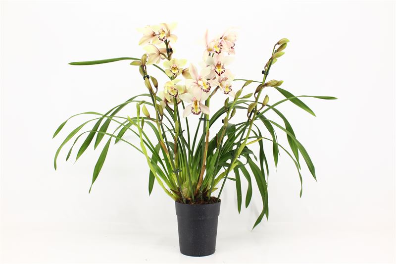 Cymbidium p14 Little Stef 5T, D 14 cm
