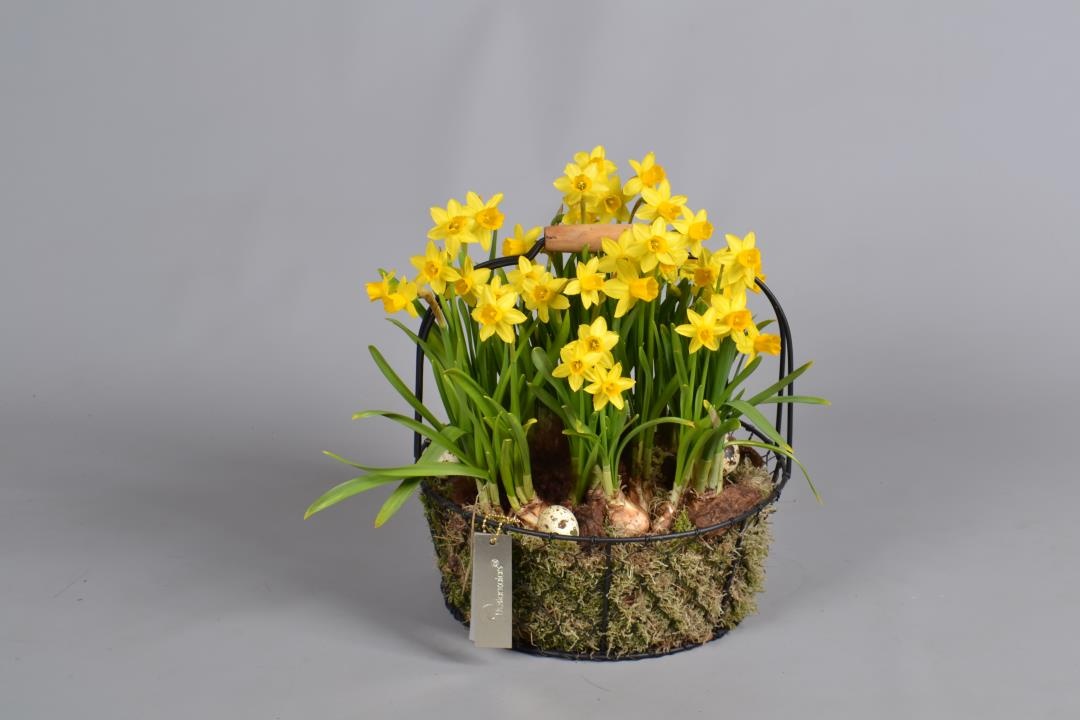 Metaal rek met Narcis Tat, D 26