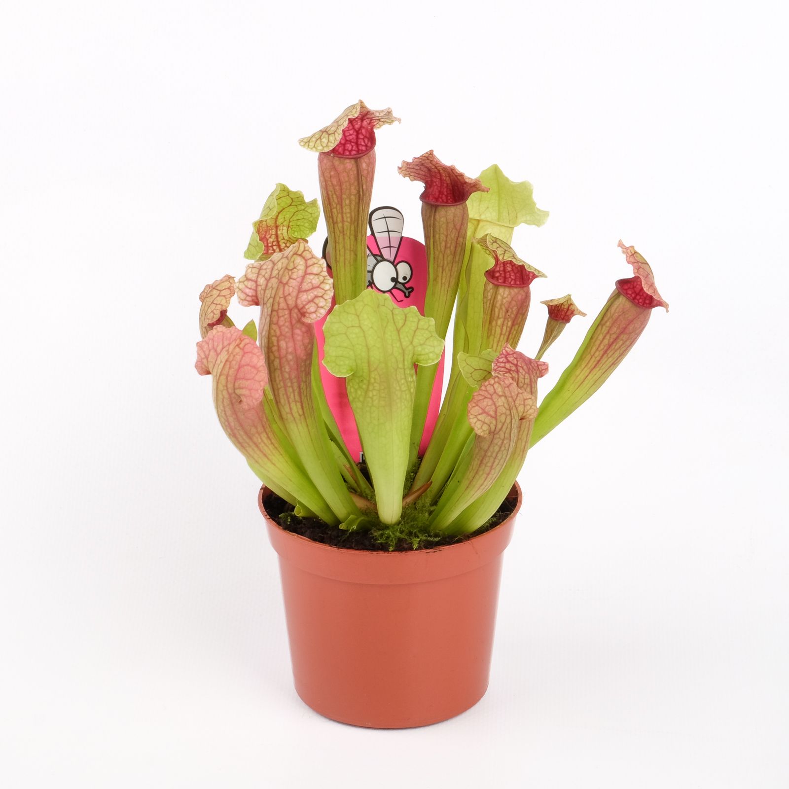 Sarracenia 'Fiona', D 8,5