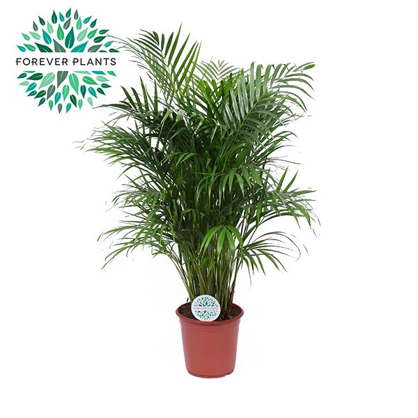 Dypsis Lutescens p24 (Areca), D 24 cm Dypsis Lutescens p24 (Areca), D 24 cm