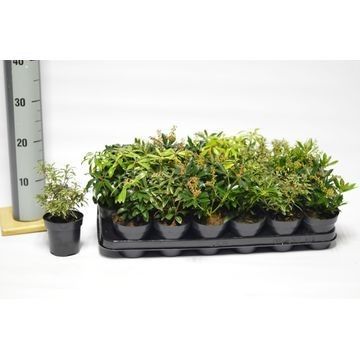 Pieris Forest Flame, D 9