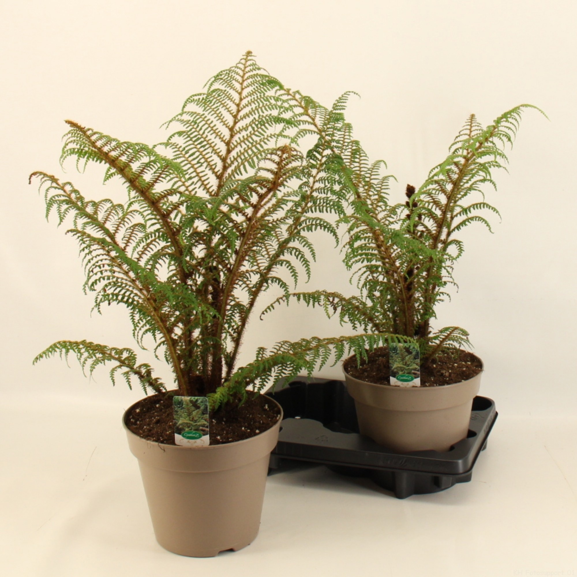 Cyathea Highland Lace/ Wollige boomvaren 23cm, D 23