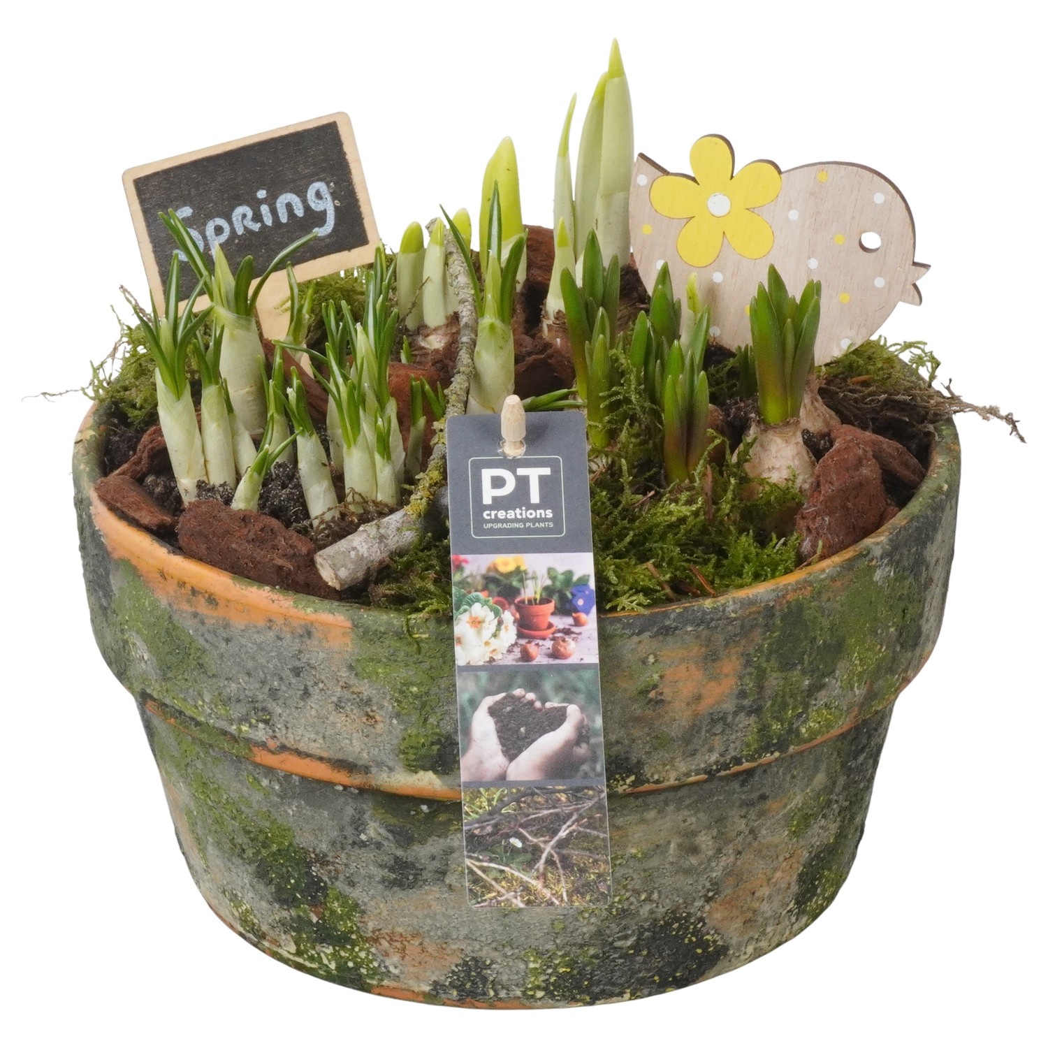 PTBM3872 Arrangement Flower Bulbs Mix in terracotta schaal, D 21