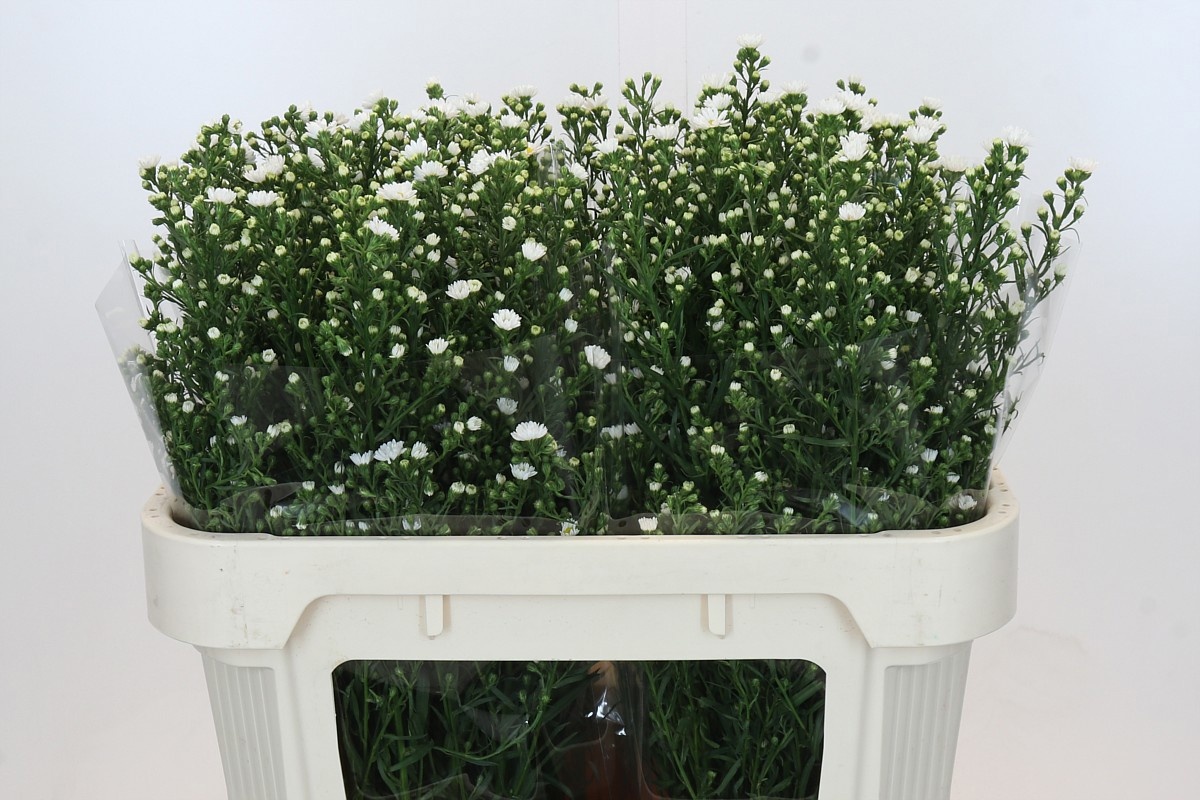 Астер Пакита 70, шт.