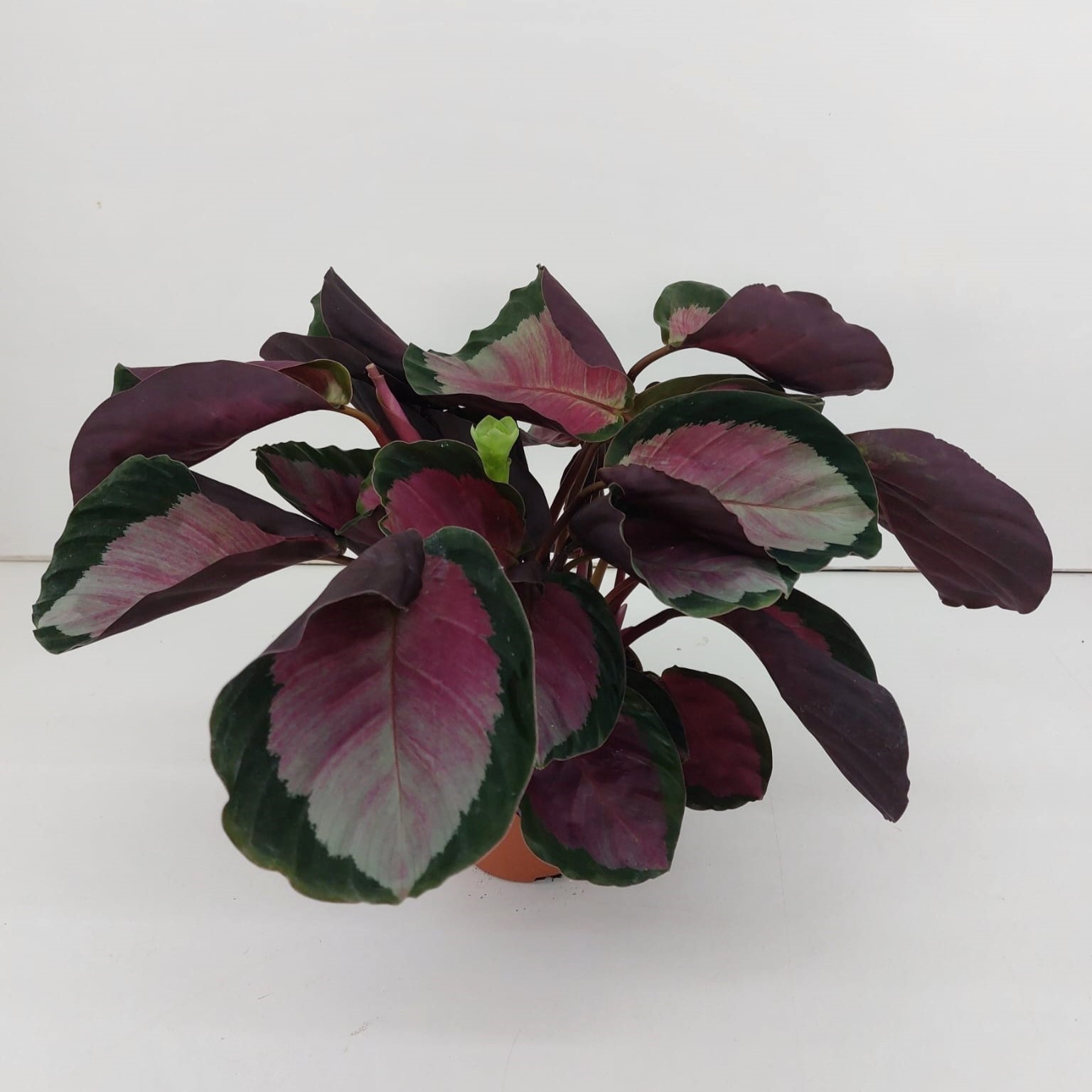 TDM P12 : Calathea Rosy, D 12