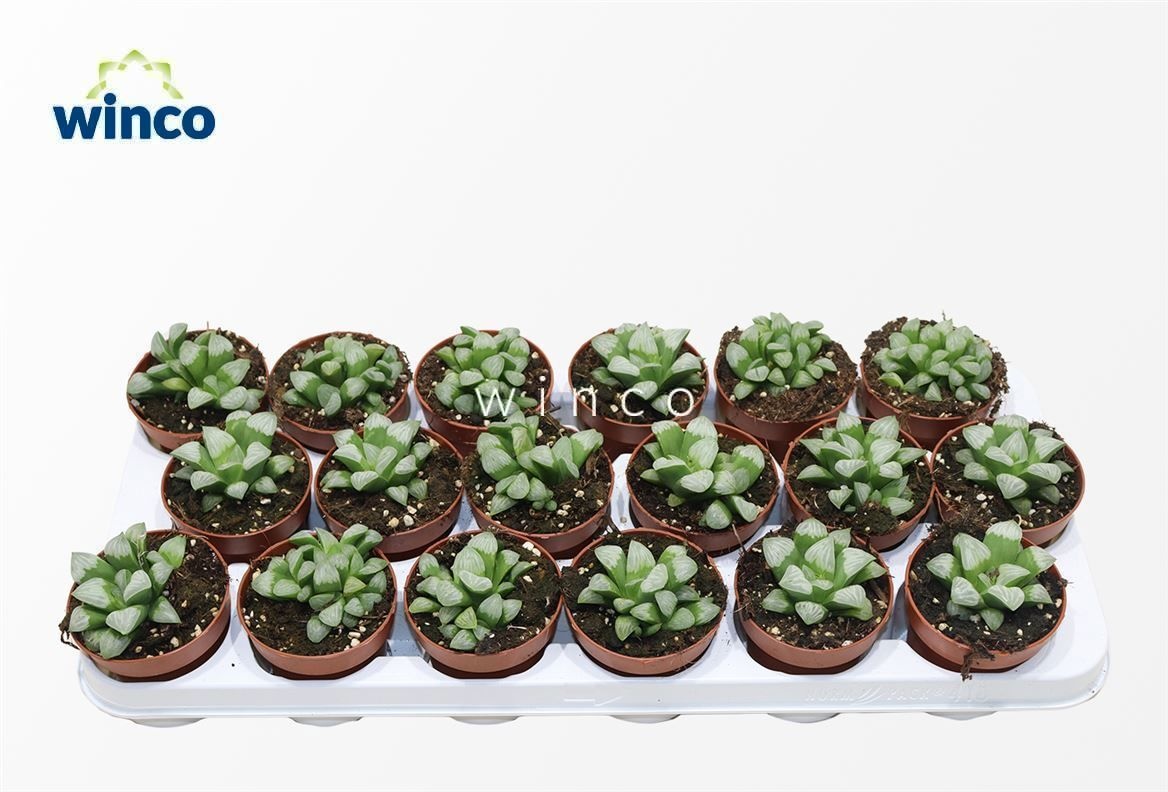 Haworthia Retusa Ssp. White, D 8,5 cm