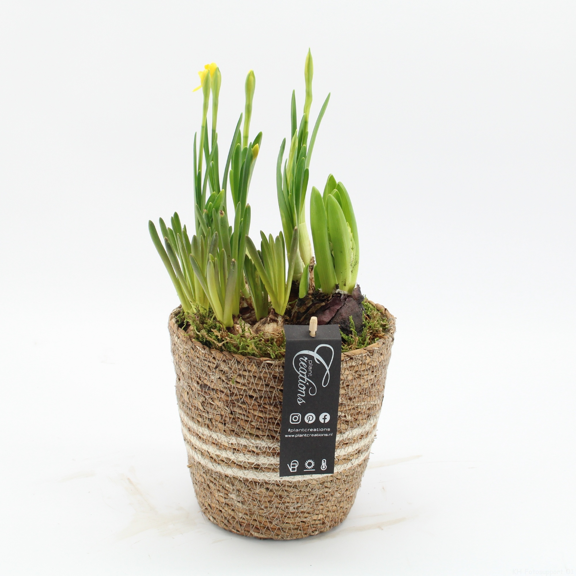 BLCR-2614 Bulbs creations, D 17