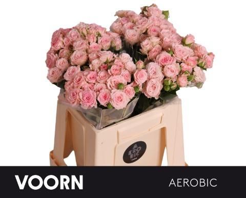 Роза куст. Аэробик 40, шт.