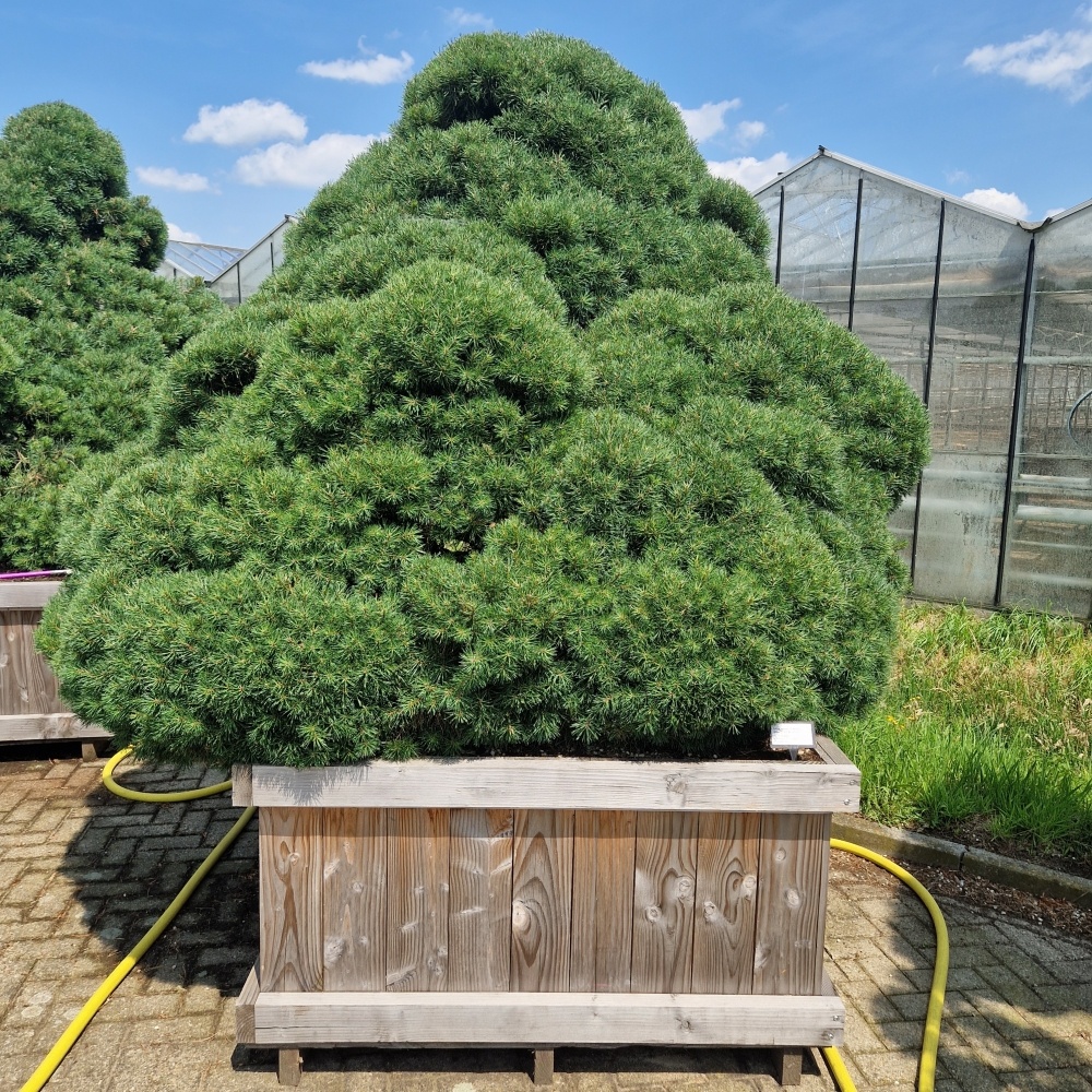Pinus sylvestris 'Norsky', D 130 cm