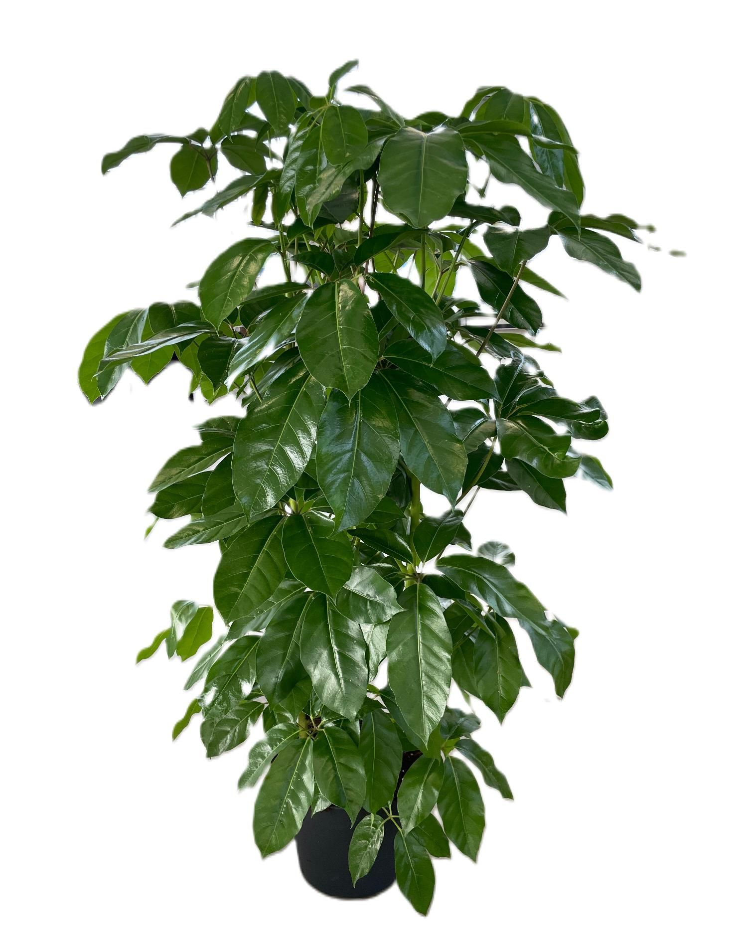 Schefflera actinophylla 'Amate' p38 4pp 180-220cm, D 38