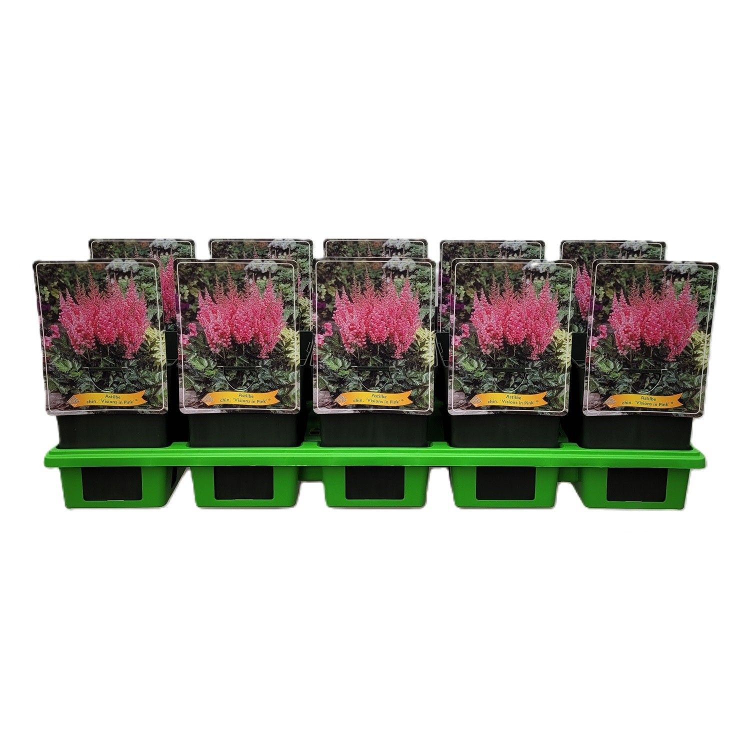 Astilbe chinensis 'Visions in Pink' P11, D 11